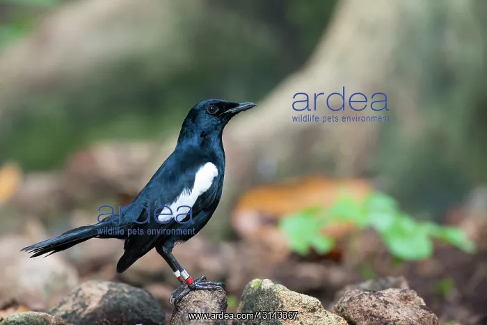 : Seychelles Magpie-Robin : Seychelles Magpie-Robin
