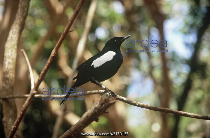: Seychelles Magpie-Robin : Seychelles Magpie-Robin