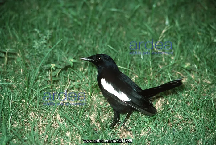 : Seychelles MAGPIE-ROBIN : Seychelles MAGPIE-ROBIN