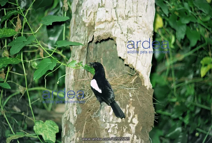 : Seychelles MAGPIE-ROBIN - at nest : Seychelles MAGPIE-ROBIN - at nest