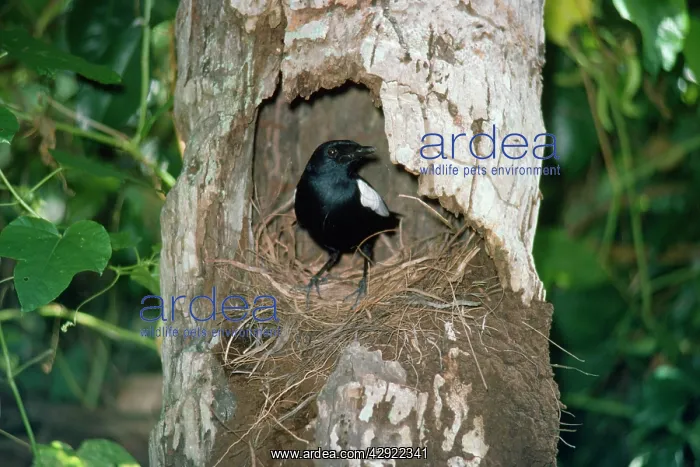 : Seychelles Magpie-Robin - at nest : Seychelles Magpie-Robin - at nest