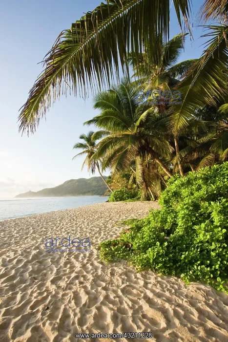 : Seychelles, Mahe Island, Anse Marie-Louise : Seychelles, Mahe Island, Anse Marie-Louise