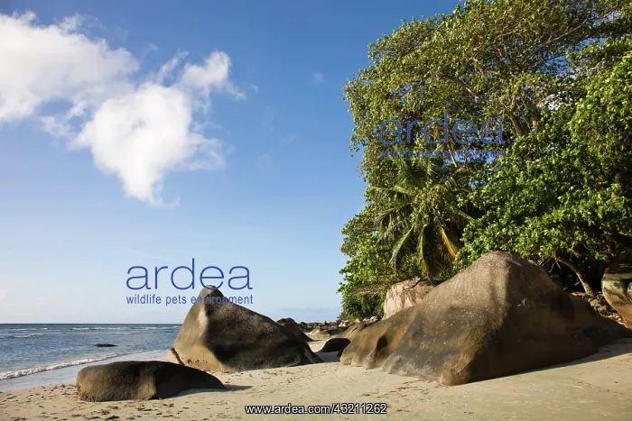  : Seychelles, Mahe Island, Beau Vallon, beachfront