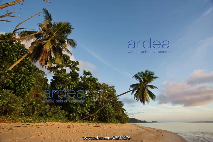 : Seychelles, Mahe Island, horizontal palm : Seychelles, Mahe Island, horizontal palm