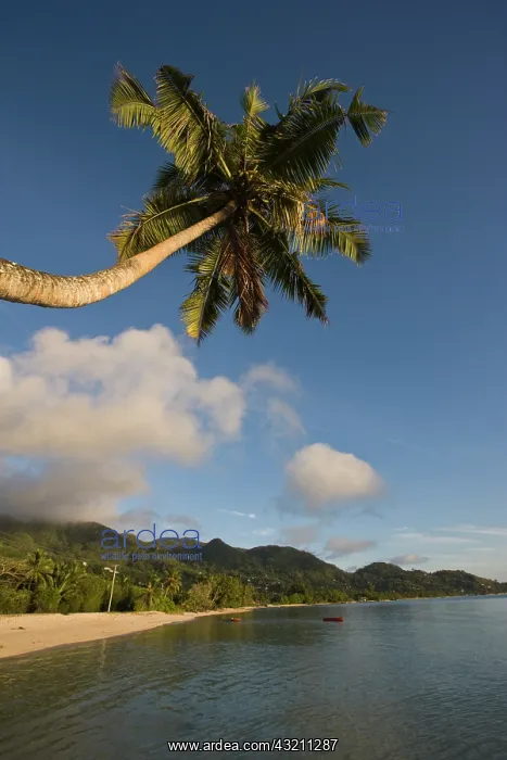 : Seychelles, Mahe Island, horizontal palm : Seychelles, Mahe Island, horizontal palm