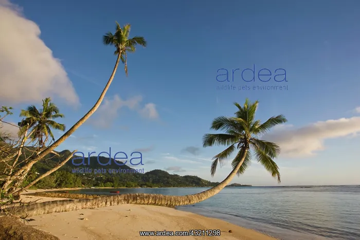 : Seychelles, Mahe Island, horizontal palm : Seychelles, Mahe Island, horizontal palm