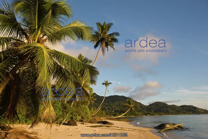 : Seychelles, Mahe Island, palms, Fairyland : Seychelles, Mahe Island, palms, Fairyland