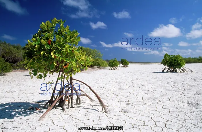 : Seychelles - Mangrove : Seychelles - Mangrove