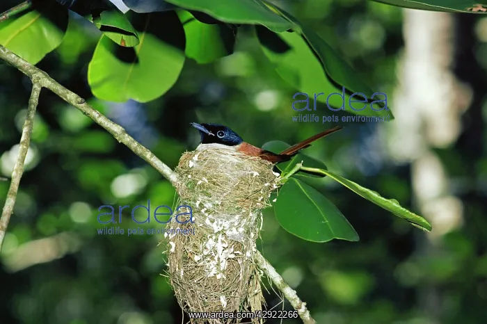 : Seychelles Paradise FLYCATCHER : Seychelles Paradise FLYCATCHER