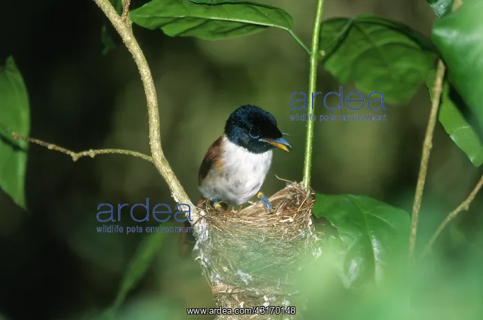 : Seychelles Paradise Flycatcher : Seychelles Paradise Flycatcher