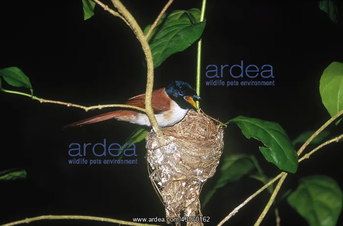 : Seychelles Paradise Flycatcher : Seychelles Paradise Flycatcher