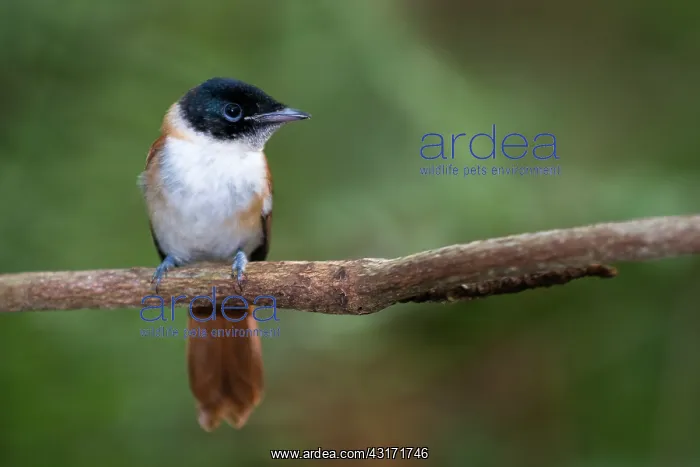 : Seychelles Paradise Flycatcher : Seychelles Paradise Flycatcher
