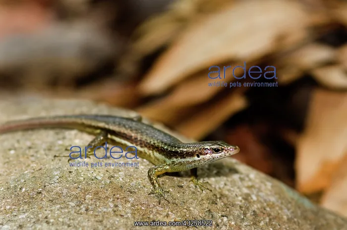 : Seychelles Skink : Seychelles Skink
