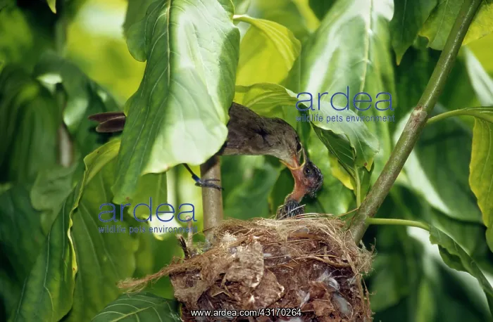 : Seychelles Warbler : Seychelles Warbler