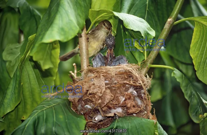 : Seychelles Warbler : Seychelles Warbler
