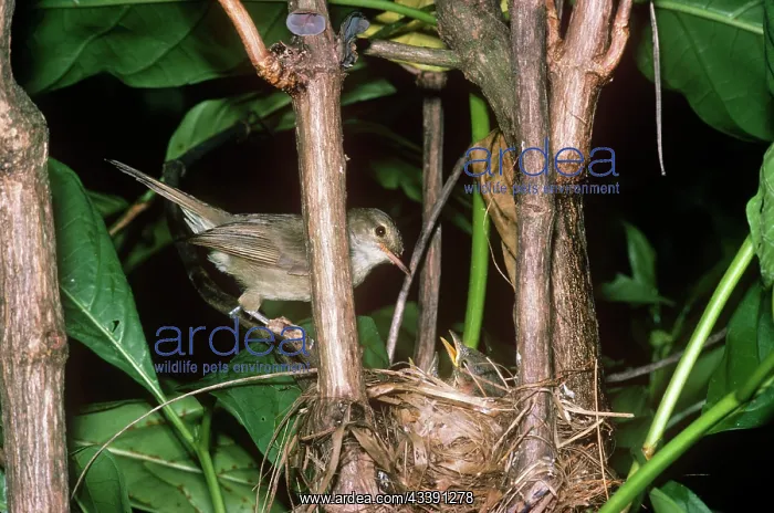 : Seychelles Warbler - at nest with chick : Seychelles Warbler - at nest with chick