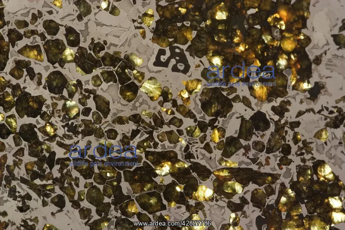 : Seymchan Meteorite : Seymchan Meteorite