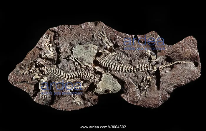 : Seymouria Fossil : Seymouria Fossil