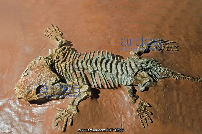 : Seymouria Fossil : Seymouria Fossil