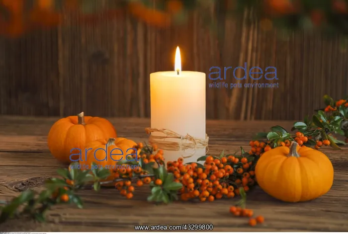 : SG W, Weihnachten, Herbstdekoration, Schweiz - Christmas : SG W, Weihnachten, Herbstdekoration, Schweiz - Christmas