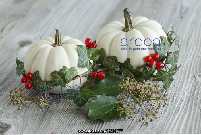 : SG W, Weihnachten, Herbstdekoration - Christmas : SG W, Weihnachten, Herbstdekoration - Christmas