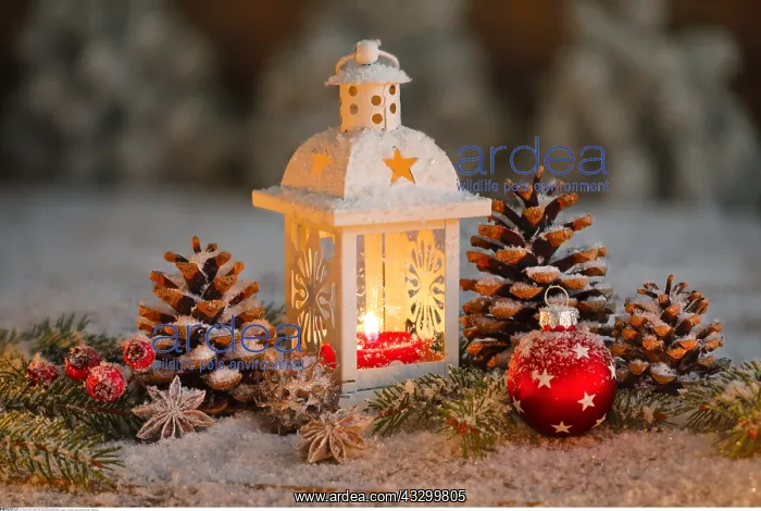 : SG W, Weihnachten, Nat&x32b298e8;e Adventsdekoration : SG W, Weihnachten, Nat&x32b298e8;e Adventsdekoration