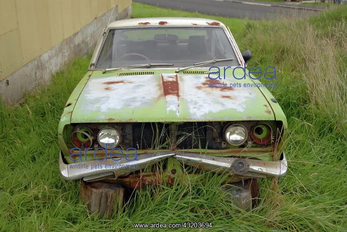 : Shabby car in Rosbery, Tasmania, Australia, Oceania : Shabby car in Rosbery, Tasmania, Australia, Oceania
