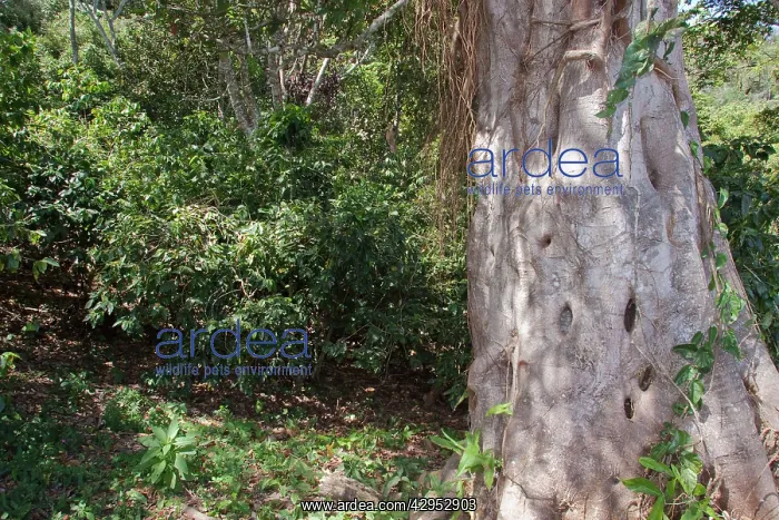 : Shade grown coffee plantation : Shade grown coffee plantation