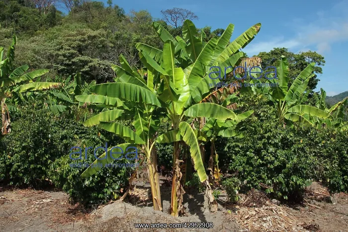 : Shade grown coffee plantation : Shade grown coffee plantation