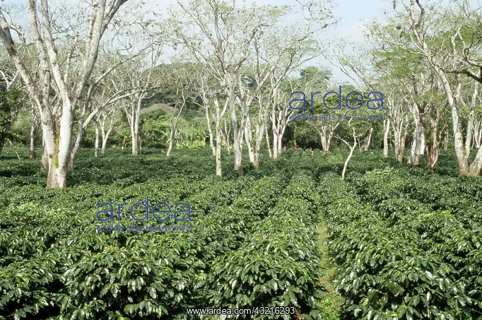 : Shade-grown coffee plantation : Shade-grown coffee plantation
