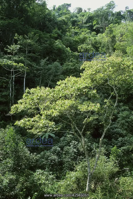 : Shade grown coffee plantation in the mountains near Singayta : Shade grown coffee plantation in the mountains near Singayta