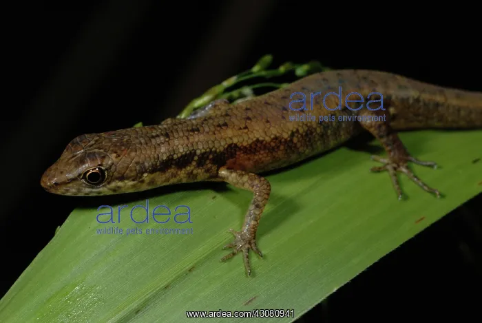 : Shade Skink : Shade Skink