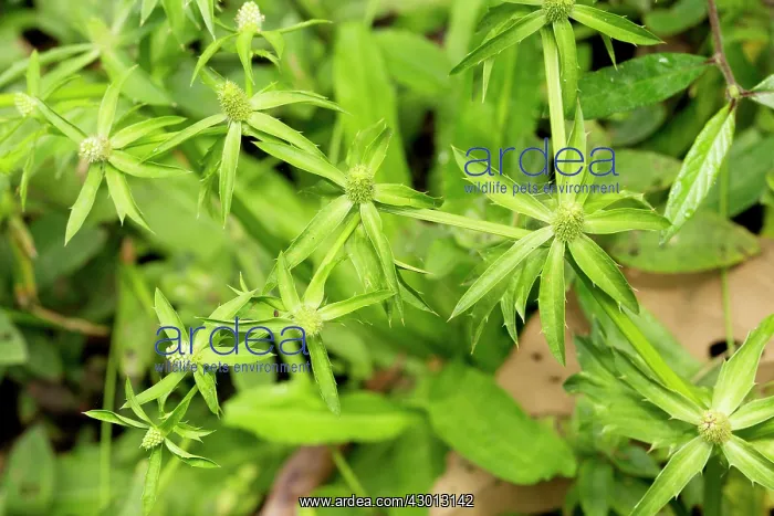 : Shadow Beni / Culantro / Mexican Coriander growing : Shadow Beni / Culantro / Mexican Coriander growing