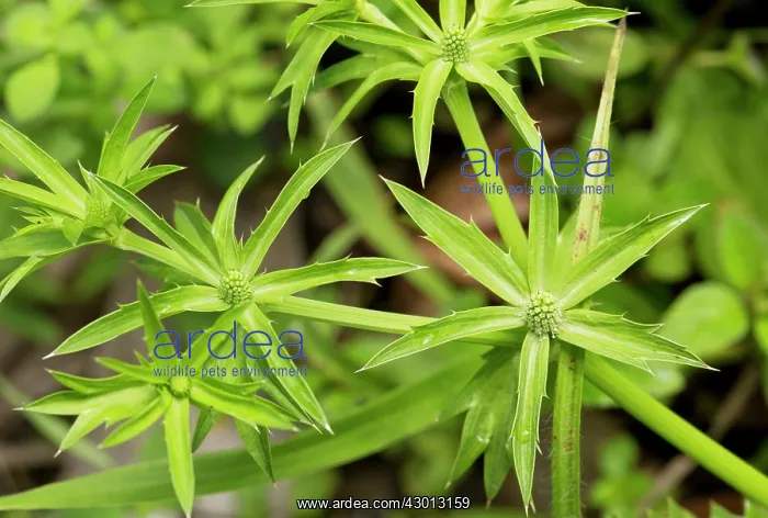 : Shadow Beni / Culantro / Mexican Coriander growing : Shadow Beni / Culantro / Mexican Coriander growing