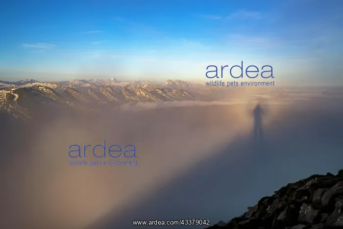 : Shadow cast by the photographer in the fog, in the : Shadow cast by the photographer in the fog, in the