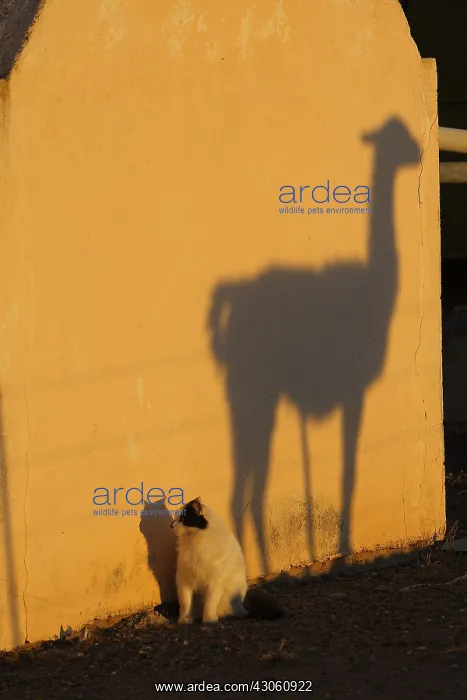 : Shadow of Guanaco on a wall and Cat Patagonia Argentina : Shadow of Guanaco on a wall and Cat Patagonia Argentina