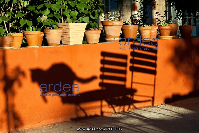 : Shadow of a jumping cat from a table against an ochre wall : Shadow of a jumping cat from a table against an ochre wall
