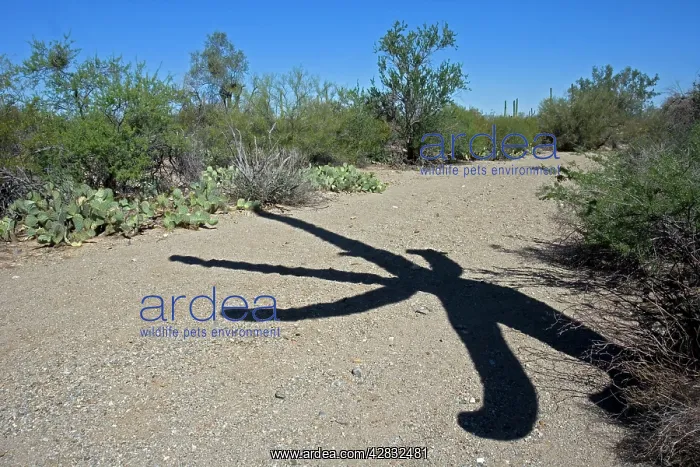 : Shadow of Saguaro Cactus - in desert wash : Shadow of Saguaro Cactus - in desert wash