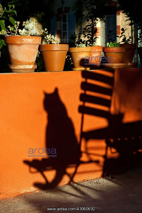 : Shadow of a sitting cat on a chair against an ochre wall : Shadow of a sitting cat on a chair against an ochre wall