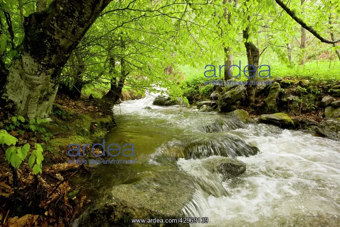 : Shady woodland stream : Shady woodland stream