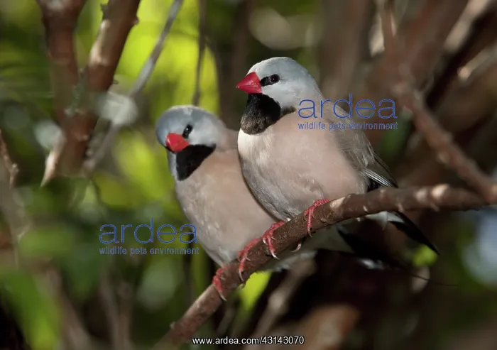 : Shaft-tail Finch : Shaft-tail Finch