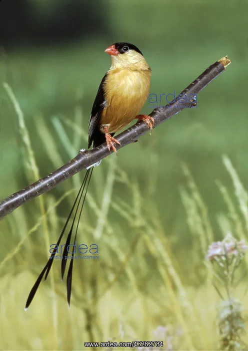 : SHAFT TAILED / QUEEN WHYDAH - perched on branch : SHAFT TAILED / QUEEN WHYDAH - perched on branch