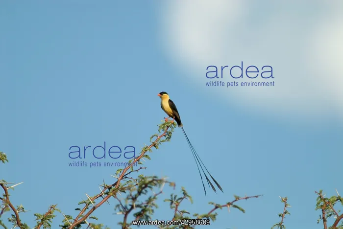 : Shaft-tailed Whydah male displaying on bush : Shaft-tailed Whydah male displaying on bush