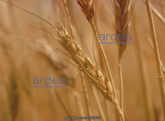 : Wheat. Shaft of wheat growing in a field. Idaho, USA : Wheat. Shaft of wheat growing in a field. Idaho, USA