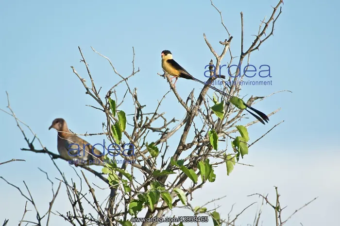 : Shafttailed Whydah - Male on top of bush : Shafttailed Whydah - Male on top of bush