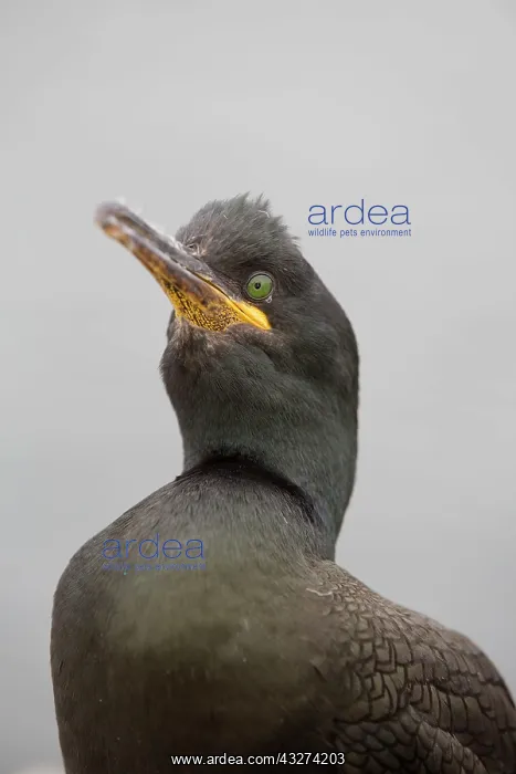 : Shag : Shag