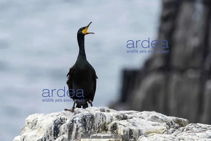 : Shag adult squawking on rock : Shag adult squawking on rock