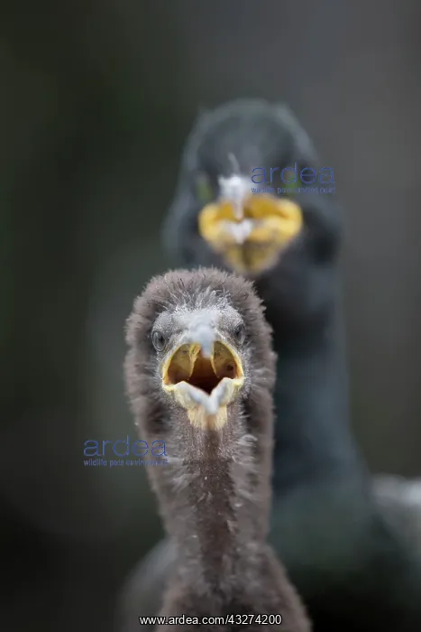 : Shag - with chick : Shag - with chick