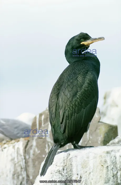 : SHAG - ON CLIFF : SHAG - ON CLIFF