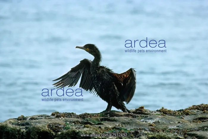 : Shag - covered in oil : Shag - covered in oil
